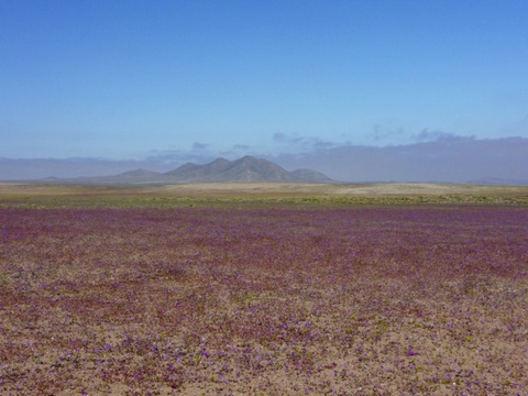 Chile bảo vệ hiện tượng sa mạc nở hoa độc đáo tại Atacama - Ảnh 5. Chile bảo vệ hiện tượng sa mạc nở hoa độc đáo tại Atacama - Ảnh 5.