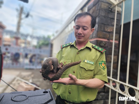 Tê tê Java quý hiếm mua từ người bán dạo, đem thả vào rừng nhưng không bò đi - Ảnh 1. Tê tê Java quý hiếm mua từ người bán dạo, đem thả vào rừng nhưng không bò đi - Ảnh 1.