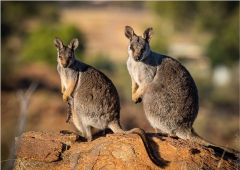 Australia ngăn chặn cuộc khủng hoảng tuyệt chủng các loài động vật hoang dã - Ảnh 1. Australia ngăn chặn cuộc khủng hoảng tuyệt chủng các loài động vật hoang dã - Ảnh 1.
