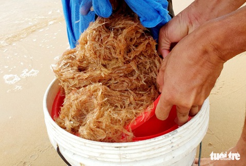 Ruốc vô bờ đỏ biển Phú Quốc, chủ khách sạn và khách kéo nhau xúc ruốc, kéo cá - Ảnh 3. Ruốc vô bờ đỏ biển Phú Quốc, chủ khách sạn và khách kéo nhau xúc ruốc, kéo cá - Ảnh 3.