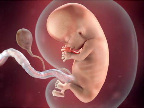 Phát hiện hạt không khí ô nhiễm trong não và phổi thai nhi - Ảnh 1. Phát hiện hạt không khí ô nhiễm trong não và phổi thai nhi - Ảnh 1.