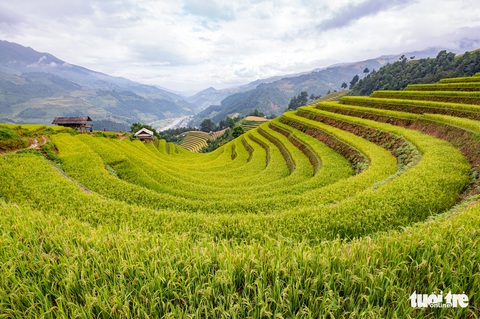 Đồi võng lúa, móng ngựa hút khách kìn kìn tới Mù Cang Chải - Ảnh 1. Đồi võng lúa, móng ngựa hút khách kìn kìn tới Mù Cang Chải - Ảnh 1.