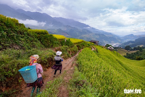 Đồi võng lúa, móng ngựa hút khách kìn kìn tới Mù Cang Chải - Ảnh 4. Đồi võng lúa, móng ngựa hút khách kìn kìn tới Mù Cang Chải - Ảnh 4.