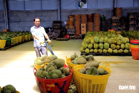 Nông dân nhờ huyện đòi lại mã vùng trồng sầu riêng - Ảnh 1. Nông dân nhờ huyện đòi lại mã vùng trồng sầu riêng - Ảnh 1.