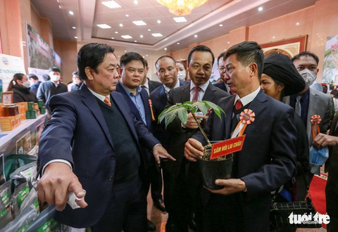Sắp diễn ra Hội chợ sâm Lai Châu với ‘khát vọng vươn xa’ - Ảnh 1. Sắp diễn ra Hội chợ sâm Lai Châu với ‘khát vọng vươn xa’ - Ảnh 1.