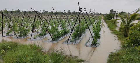 Triều cường gây thiệt hại hàng trăm héc ta lúa, rau màu ở miền Tây - Ảnh 2. Triều cường gây thiệt hại hàng trăm héc ta lúa, rau màu ở miền Tây - Ảnh 2.