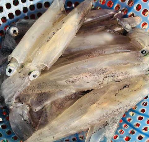 Vì sao Hàn Quốc vẫn là thị trường đỉnh nhập khẩu mực, bạch tuộc Việt Nam? - Ảnh 1. Vì sao Hàn Quốc vẫn là thị trường đỉnh nhập khẩu mực, bạch tuộc Việt Nam? - Ảnh 1.