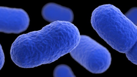 Bùng phát nhiễm khuẩn listeria gây chết người tại Mỹ - Ảnh 1. Bùng phát nhiễm khuẩn listeria gây chết người tại Mỹ - Ảnh 1.