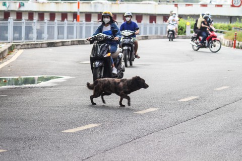 Bắt chó thả rông: Hướng đến ý thức chủ nuôi - Ảnh 1. Bắt chó thả rông: Hướng đến ý thức chủ nuôi - Ảnh 1.