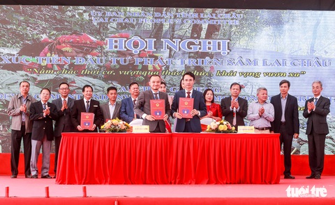 Sâm Lai Châu thiếu thứ quan trọng để quảng bá, phát triển? - Ảnh 3. Sâm Lai Châu thiếu thứ quan trọng để quảng bá, phát triển? - Ảnh 3.