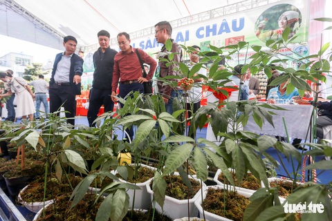 Sâm Lai Châu thiếu thứ quan trọng để quảng bá, phát triển? - Ảnh 1. Sâm Lai Châu thiếu thứ quan trọng để quảng bá, phát triển? - Ảnh 1.