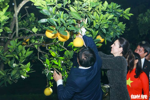 Thủ tướng Phạm Minh Chính hái bưởi Diễn tặng Thủ tướng New Zealand Jacinda Ardern - Ảnh 3. Thủ tướng Phạm Minh Chính hái bưởi Diễn tặng Thủ tướng New Zealand Jacinda Ardern - Ảnh 3.
