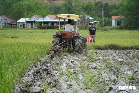 Thú vị xem nông dân xứ Quảng tranh tài cày ruộng - Ảnh 3. Thú vị xem nông dân xứ Quảng tranh tài cày ruộng - Ảnh 3.