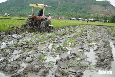 Thú vị xem nông dân xứ Quảng tranh tài cày ruộng - Ảnh 6. Thú vị xem nông dân xứ Quảng tranh tài cày ruộng - Ảnh 6.