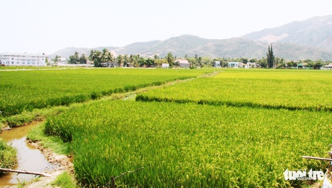 Nha Trang quy hoạch mới, không còn đất trồng lúa, nuôi thủy sản - Ảnh 1. Nha Trang quy hoạch mới, không còn đất trồng lúa, nuôi thủy sản - Ảnh 1.