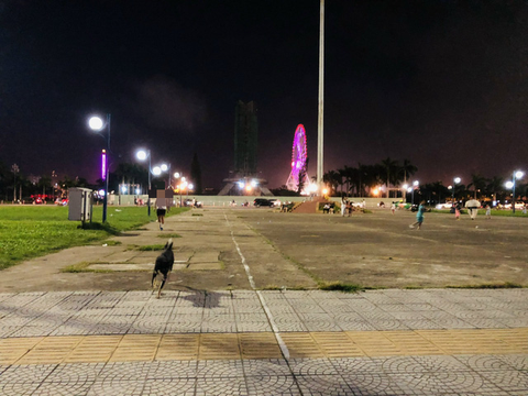 Vì sao khó trị tình trạng chó thả rông? - Ảnh 1. Vì sao khó trị tình trạng chó thả rông? - Ảnh 1.