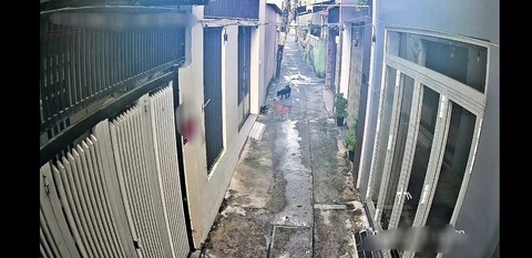 Vì sao khó trị tình trạng chó thả rông? - Ảnh 4. Vì sao khó trị tình trạng chó thả rông? - Ảnh 4.