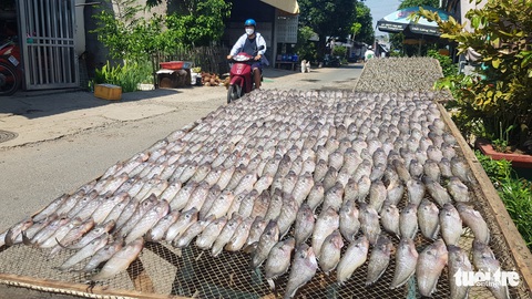 Ngư dân biên giới vào mùa làm khô cá đồng - Ảnh 1. Ngư dân biên giới vào mùa làm khô cá đồng - Ảnh 1.