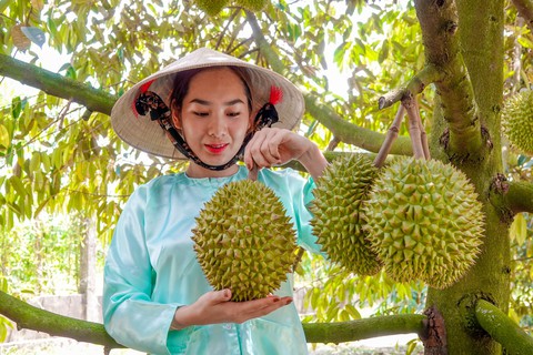 Cần Thơ: hướng tới cấp mã số vùng trồng cho phần lớn vườn sầu riêng đặc sản - Ảnh 1. Cần Thơ: hướng tới cấp mã số vùng trồng cho phần lớn vườn sầu riêng đặc sản - Ảnh 1.