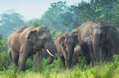 Đàn voi say túy lúy vì gặp thần cồn giữa đường - Ảnh 2. Đàn voi say túy lúy vì gặp thần cồn giữa đường - Ảnh 2.