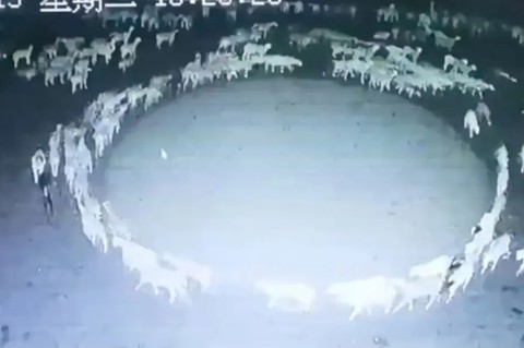 Video bí ẩn bầy cừu đi theo vòng tròn liên tục hơn 12 ngày đêm - Ảnh 1. Video bí ẩn bầy cừu đi theo vòng tròn liên tục hơn 12 ngày đêm - Ảnh 1.