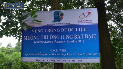 Phát triển dược liệu sản xuất Heposal - Sản phẩm giúp bảo vệ gan - Ảnh 3. Phát triển dược liệu sản xuất Heposal - Sản phẩm giúp bảo vệ gan - Ảnh 3.