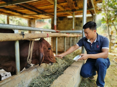 Đàn bò mơ ước từ đồng vốn Tiếp sức nhà nông - Ảnh 2. Đàn bò mơ ước từ đồng vốn Tiếp sức nhà nông - Ảnh 2.