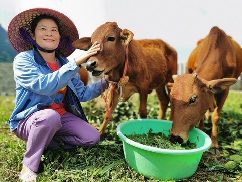 Đàn bò mơ ước từ đồng vốn Tiếp sức nhà nông - Ảnh 1. Đàn bò mơ ước từ đồng vốn Tiếp sức nhà nông - Ảnh 1.