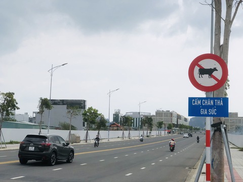 Bò thả rông lông nhông... giữa phố ở Đà Nẵng - Ảnh 2. Bò thả rông lông nhông... giữa phố ở Đà Nẵng - Ảnh 2.