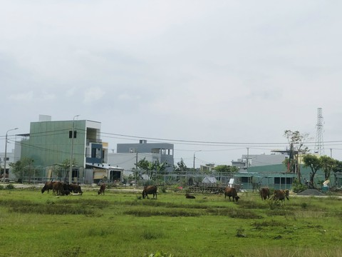 Bò thả rông lông nhông... giữa phố ở Đà Nẵng - Ảnh 4. Bò thả rông lông nhông... giữa phố ở Đà Nẵng - Ảnh 4.