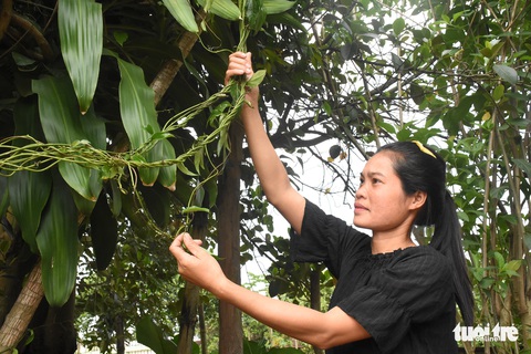 Bí quyết men rượu cần uống vào chỉ vui, không giận của người Ê Đê - Ảnh 5. Bí quyết men rượu cần uống vào chỉ vui, không giận của người Ê Đê - Ảnh 5.