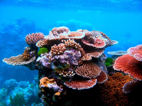 Australia giúp rạn san hô Great Barrier chống chọi biến đổi khí hậu - Ảnh 1. Australia giúp rạn san hô Great Barrier chống chọi biến đổi khí hậu - Ảnh 1.