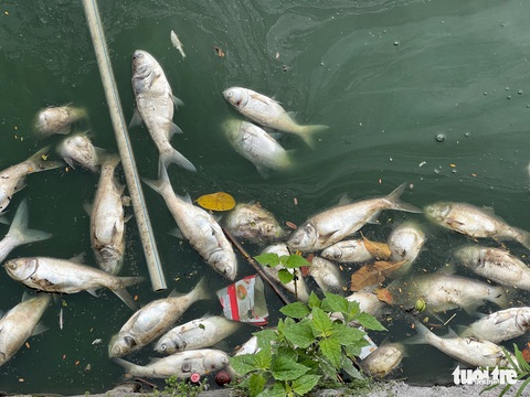 Chuyên gia: Cá chết ở hồ Tây là báo động, tại sao cứ để xảy ra rồi chính quyền mới vào cuộc?’ - Ảnh 3. Chuyên gia: Cá chết ở hồ Tây là báo động, tại sao cứ để xảy ra rồi chính quyền mới vào cuộc?’ - Ảnh 3.