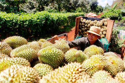 Lợi thế cho sầu riêng Việt Nam - Ảnh 2. Lợi thế cho sầu riêng Việt Nam - Ảnh 2.