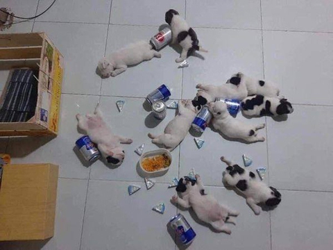 Ảnh vui 24-11: Vợ đẻ nên khuyến mãi trà sữa nha bà con! - Ảnh 5. Ảnh vui 24-11: Vợ đẻ nên khuyến mãi trà sữa nha bà con! - Ảnh 5.