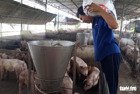 Tin sáng 25-11: Giá heo thấp kéo dài, người chăn nuôi ra sao? 5 triệu dân TP.HCM đã có CCCD gắn chip - Ảnh 4. Tin sáng 25-11: Giá heo thấp kéo dài, người chăn nuôi ra sao? 5 triệu dân TP.HCM đã có CCCD gắn chip - Ảnh 4.