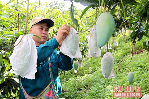 Hướng tới trung tâm phát triển nông nghiệp ứng dụng công nghệ cao vùng Tây Bắc - Ảnh 3. Hướng tới trung tâm phát triển nông nghiệp ứng dụng công nghệ cao vùng Tây Bắc - Ảnh 3.