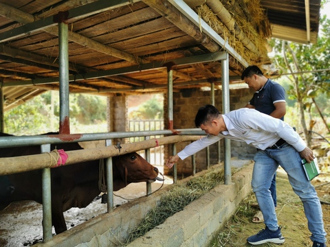 Giúp từ vốn, con giống... đến hướng dẫn chăn nuôi tận tình cho bà con nông dân - Ảnh 1. Giúp từ vốn, con giống... đến hướng dẫn chăn nuôi tận tình cho bà con nông dân - Ảnh 1.