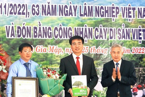 Vườn quốc gia Bù Gia Mập có 39 cây cổ thụ được công nhận Cây di sản Việt Nam - Ảnh 2. Vườn quốc gia Bù Gia Mập có 39 cây cổ thụ được công nhận Cây di sản Việt Nam - Ảnh 2.