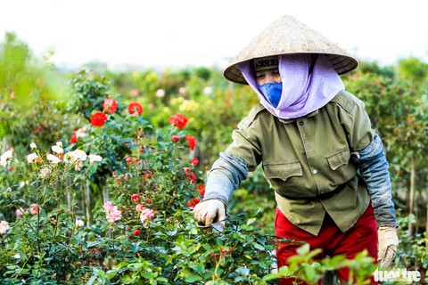 Thủ phủ hoa hồng rực rỡ trước thềm festival hoa lần đầu tiên - Ảnh 2. Thủ phủ hoa hồng rực rỡ trước thềm festival hoa lần đầu tiên - Ảnh 2.