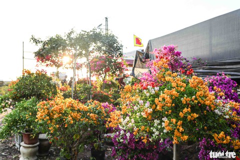 Thủ phủ hoa hồng rực rỡ trước thềm festival hoa lần đầu tiên - Ảnh 7. Thủ phủ hoa hồng rực rỡ trước thềm festival hoa lần đầu tiên - Ảnh 7.