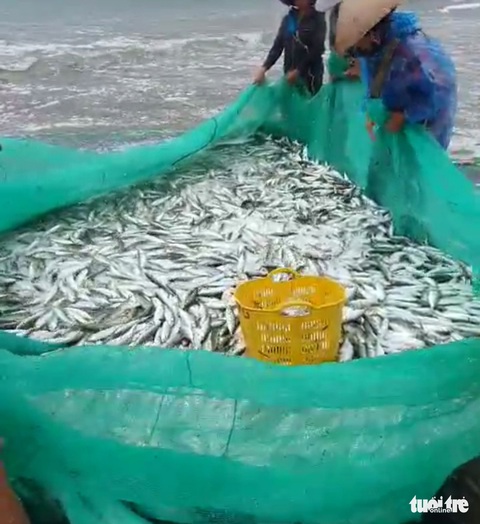 Ngư dân đứng trên bờ kéo lưới trúng mẻ cá gần 3 tấn - Ảnh 2. Ngư dân đứng trên bờ kéo lưới trúng mẻ cá gần 3 tấn - Ảnh 2.