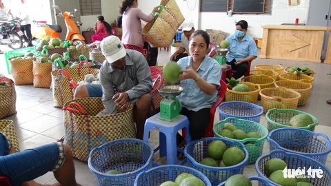 Lô bưởi da xanh đầu tiên xuất sang thị trường Mỹ - Ảnh 2. Lô bưởi da xanh đầu tiên xuất sang thị trường Mỹ - Ảnh 2.