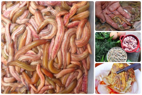 Tết có món rươi, vui tươi hớn hở - Ảnh 1. Tết có món rươi, vui tươi hớn hở - Ảnh 1.