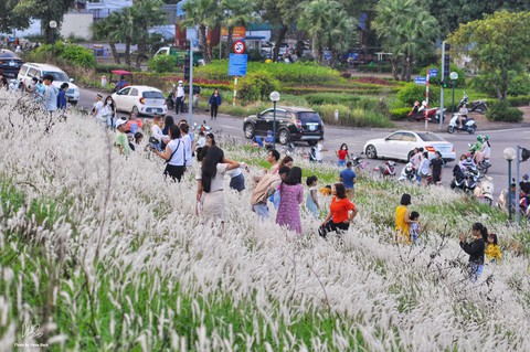 Ra đê Long Biên chụp ảnh giữa trắng ngàn cỏ lau - Ảnh 3. Ra đê Long Biên chụp ảnh giữa trắng ngàn cỏ lau - Ảnh 3.