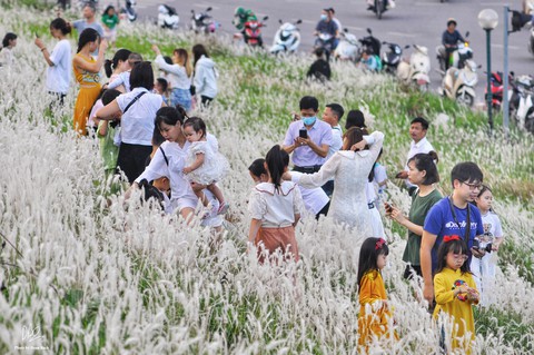 Ra đê Long Biên chụp ảnh giữa trắng ngàn cỏ lau - Ảnh 1. Ra đê Long Biên chụp ảnh giữa trắng ngàn cỏ lau - Ảnh 1.