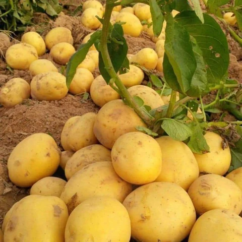 sức khỏe - Ảnh 1.