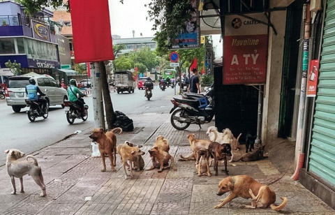 Thương con vật, sao bỏ quên lợi ích cộng đồng? - Ảnh 1. Thương con vật, sao bỏ quên lợi ích cộng đồng? - Ảnh 1.
