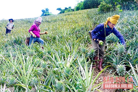 Mùa dứa ngọt - Ảnh 1. Mùa dứa ngọt - Ảnh 1.