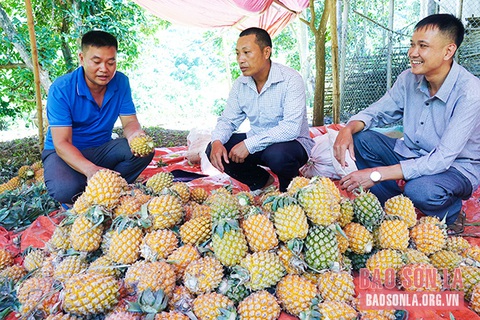 Mùa dứa ngọt - Ảnh 2. Mùa dứa ngọt - Ảnh 2.
